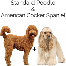 Cockapoo Dog